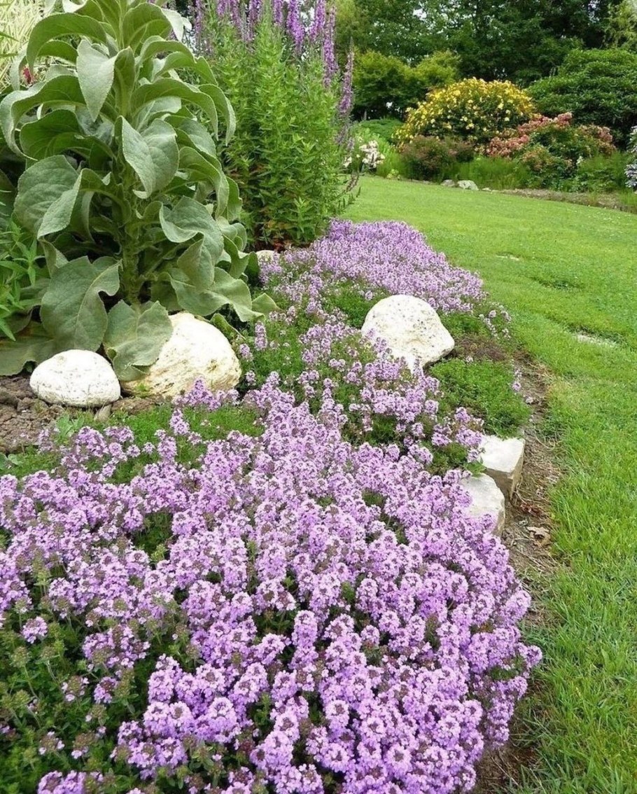 Тимьян ползучий декоративный