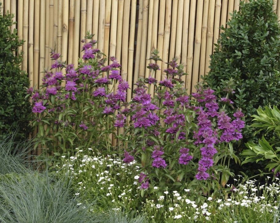 Монарда лимонная