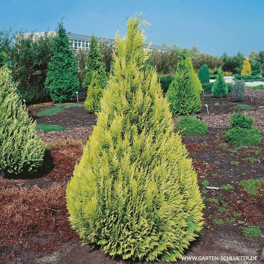 Кипарисовик Лавсона Стардаст