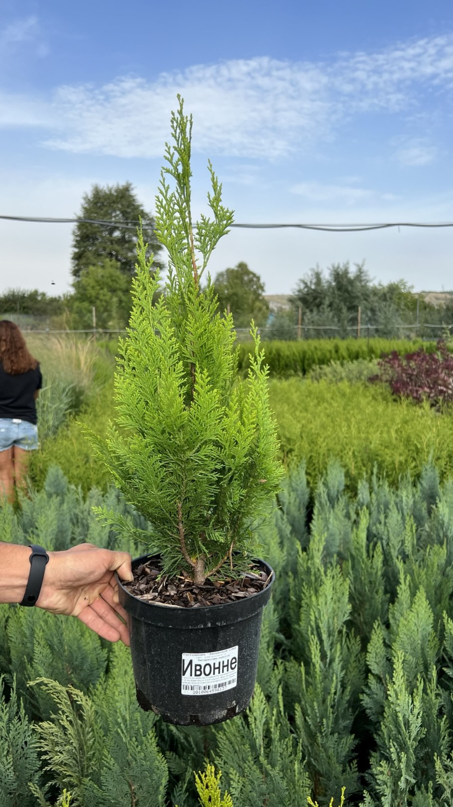 Кипарисовик Лавсона Ивонне взрослое дерево