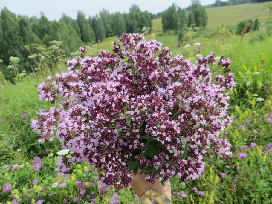 Душица обыкновенная (орегано)