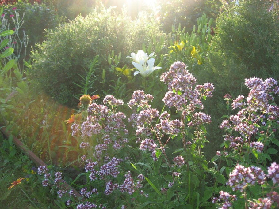 Душица обыкновенная