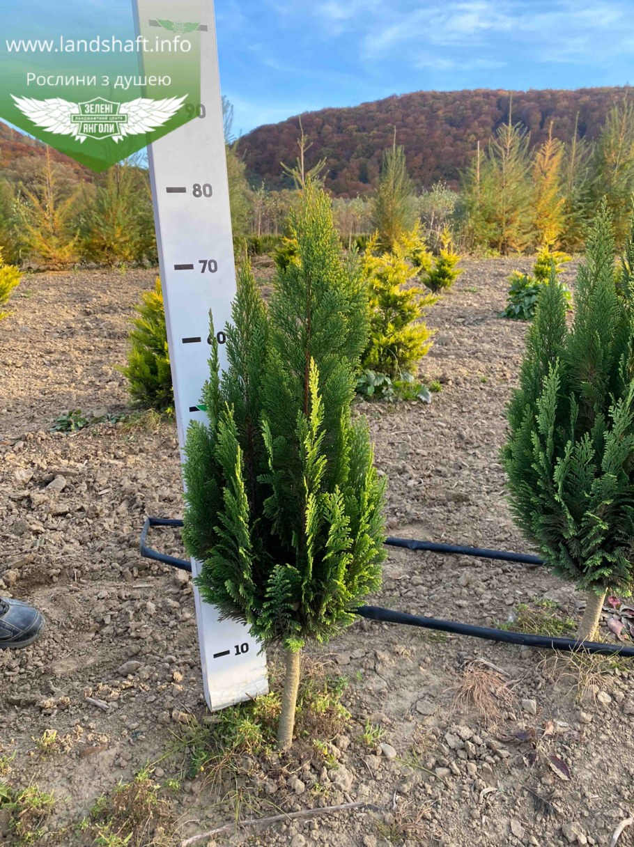 Кипарисовик Уайт спот