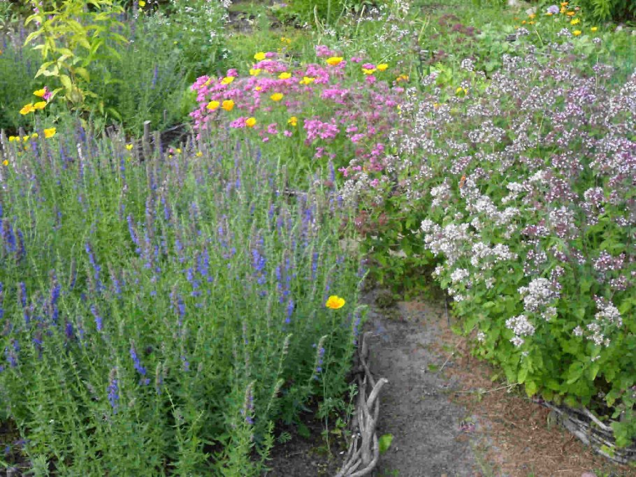 Орегано на клумбе