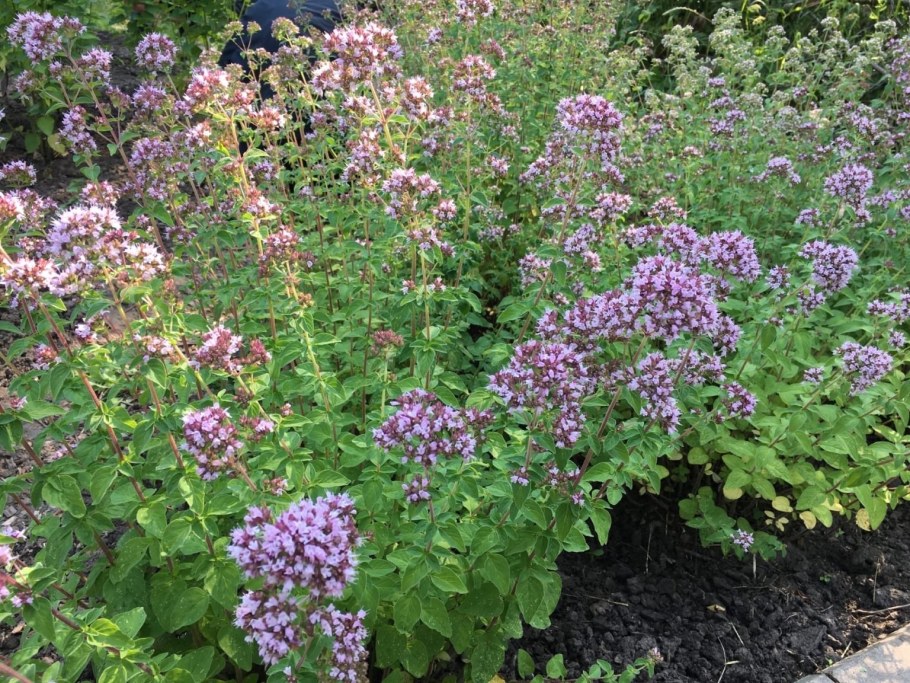 Душица обыкновенная Маргарита (с1,5)