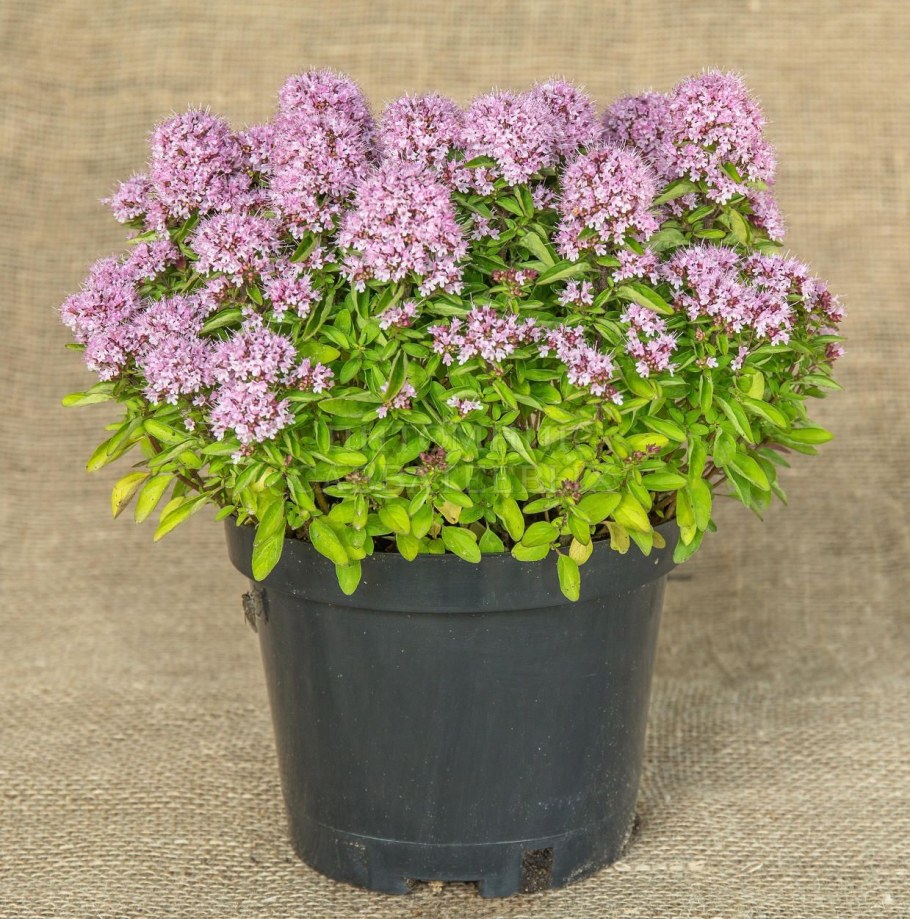 Душица обыкновенная (орегано)