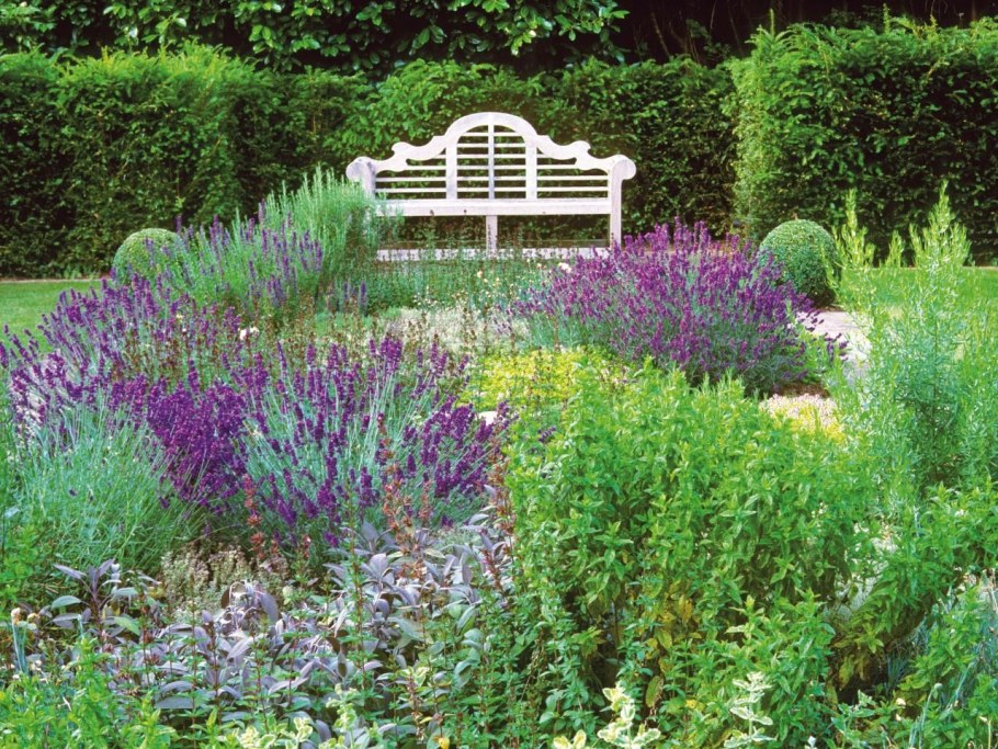 Лаванда и тимьян в ландшафтном дизайне