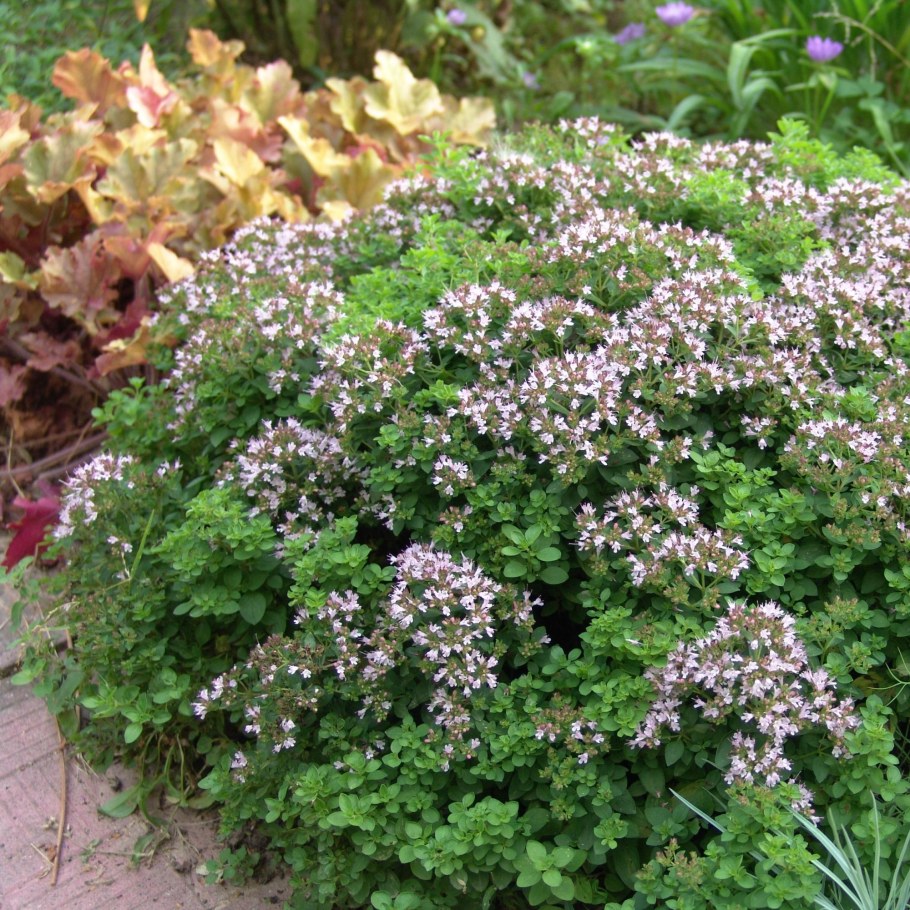 Душица диабло