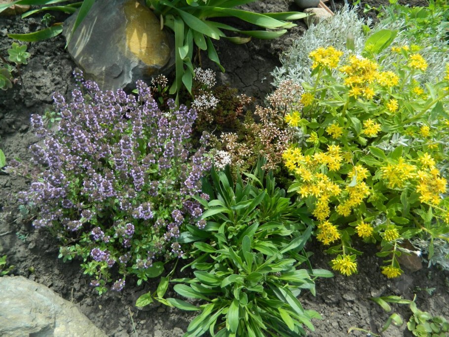 Тимьян блошиный Foxley