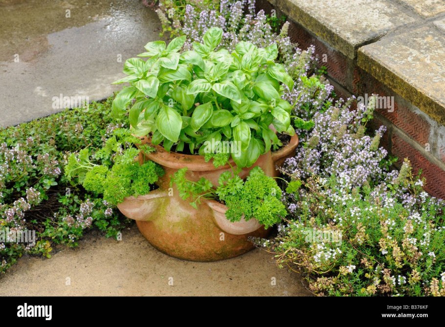 Грядки чабрец Мелисса