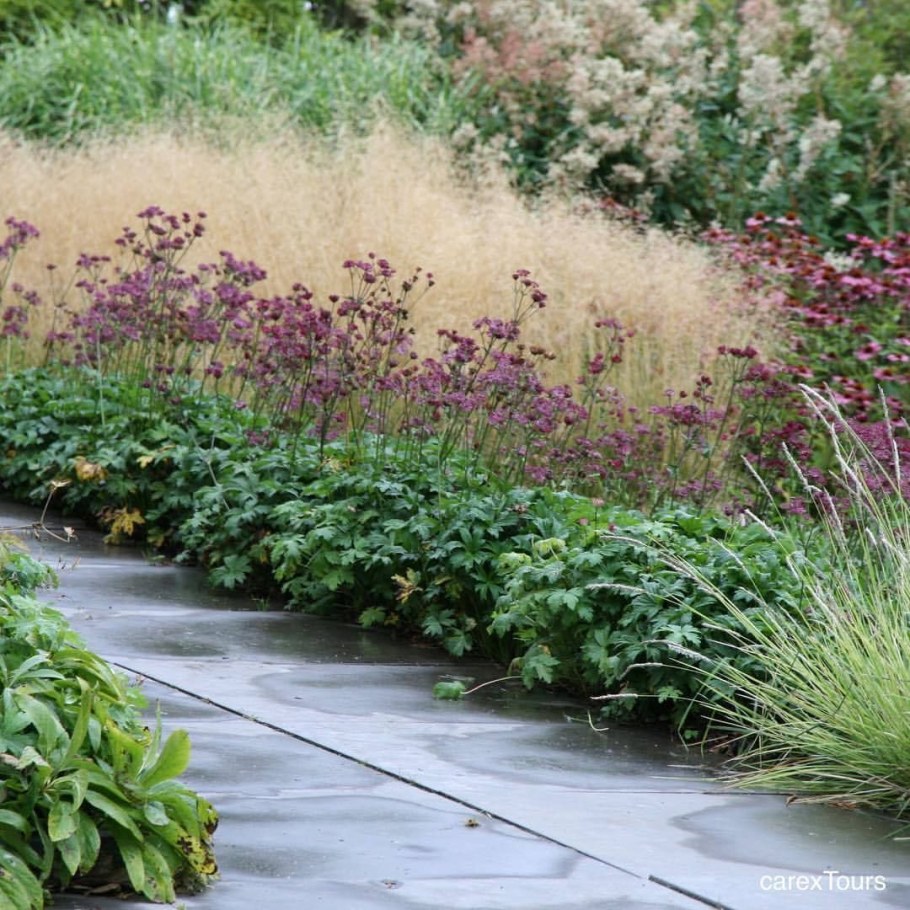 Котовник пит Удольф