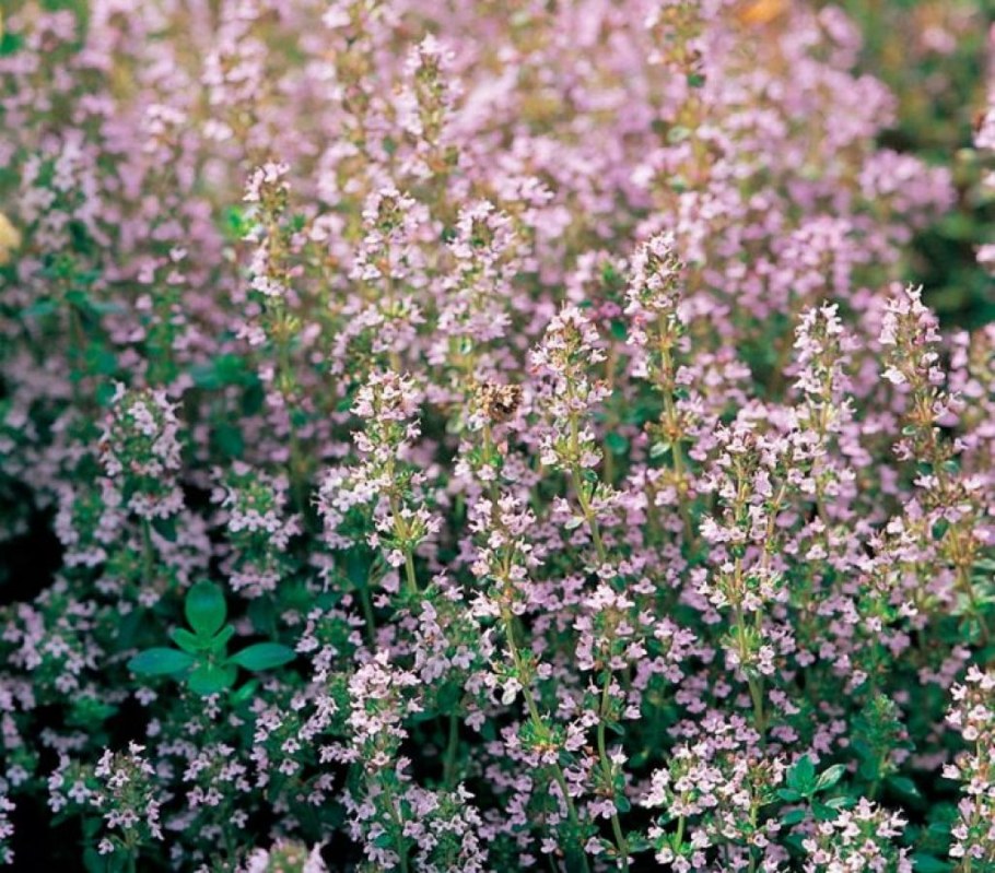 Тимьян вульгарис