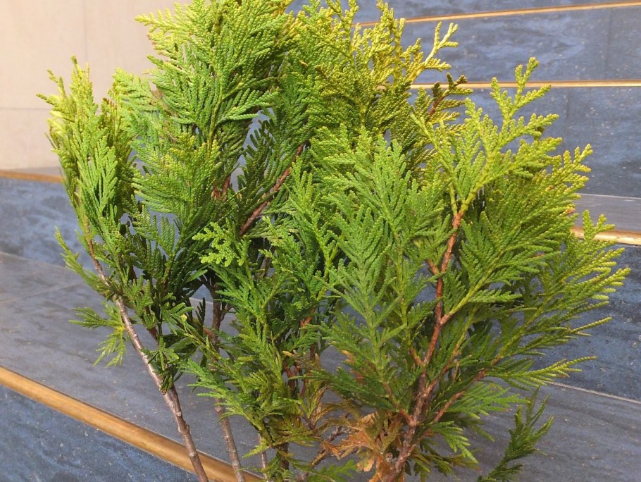 Кипарис Лавсона Стардаст