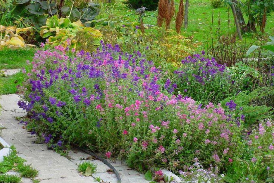 Шалфей почвопокровный