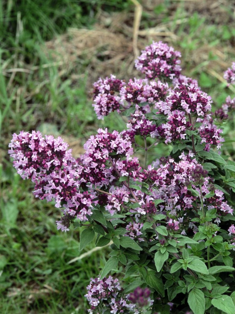 Душица диабло