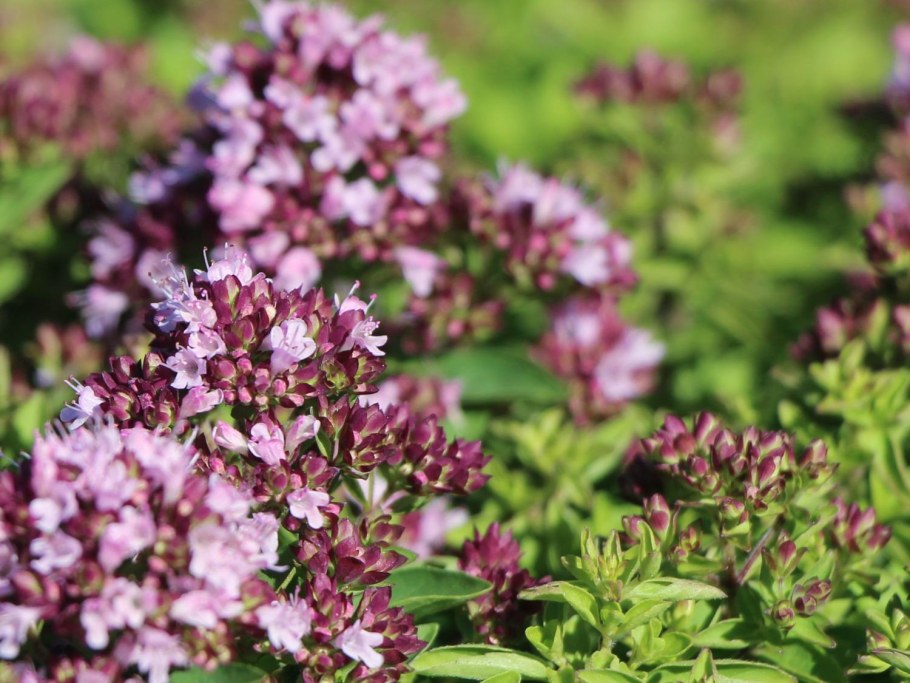 Душица обыкновенная compactum