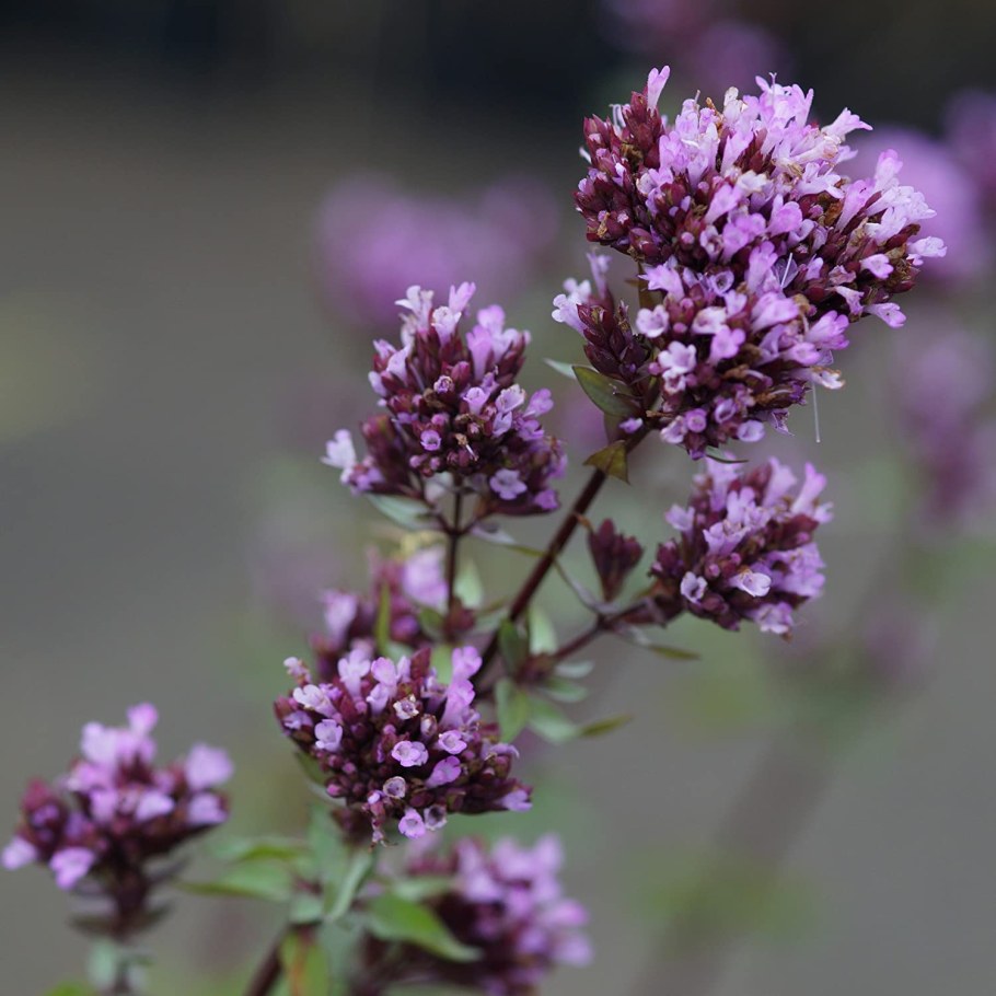 Душица гладкая сорт Herrenhausen