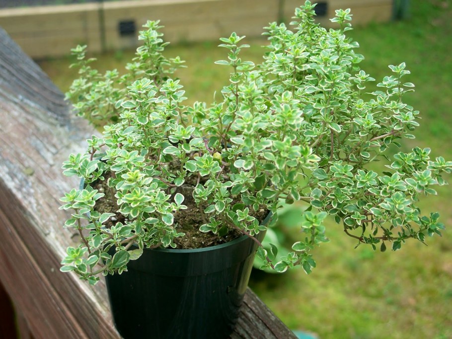 Тимьян лимоннопахнущий