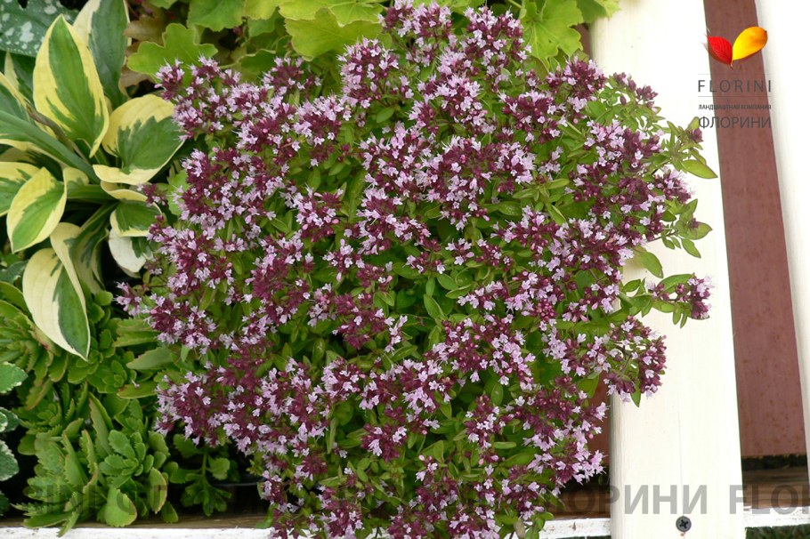 Душица обыкновенная compactum