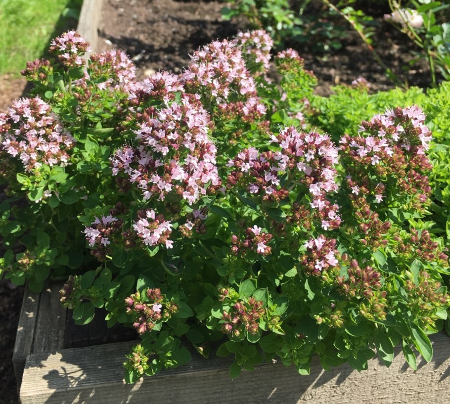 Ориганум душица обыкновенная