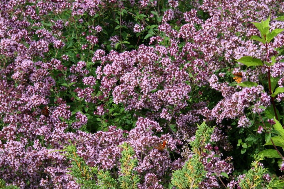 Душица обыкновенная (орегано)