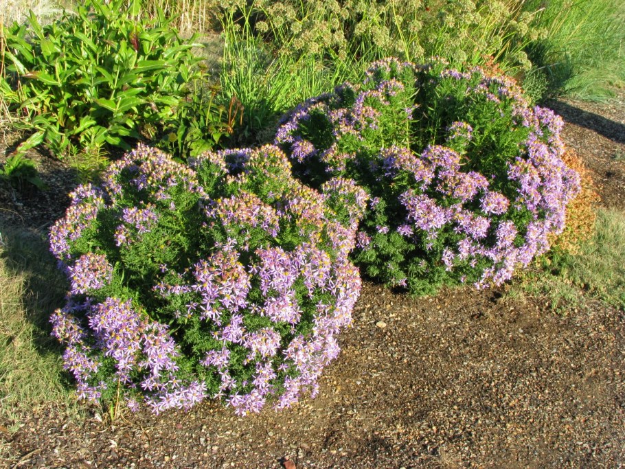 Душица Компактум