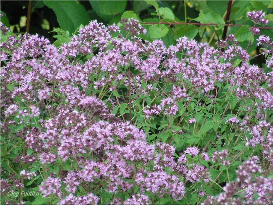 Душица обыкновенная диабло