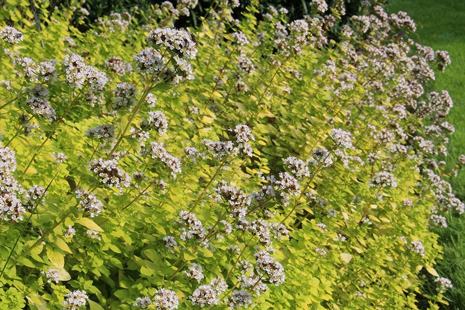 Душица обыкновенная 'Gold Nugget'