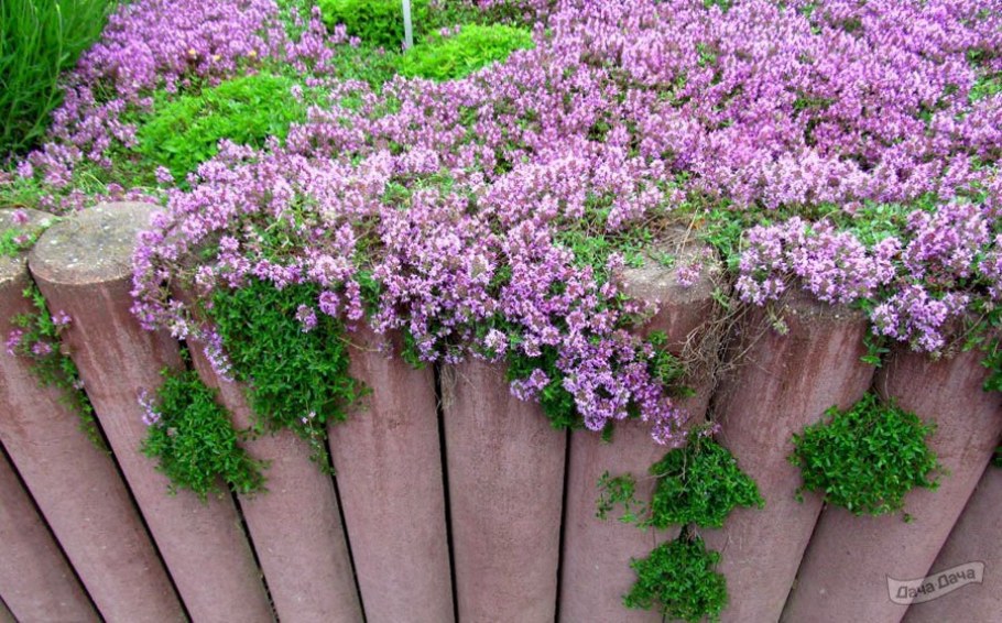 Душица Компактус