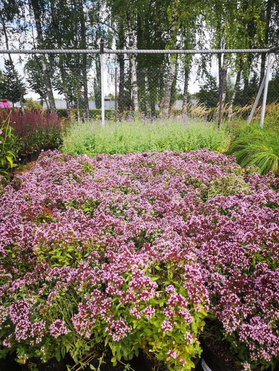 Душица гладкая Херренхаузен