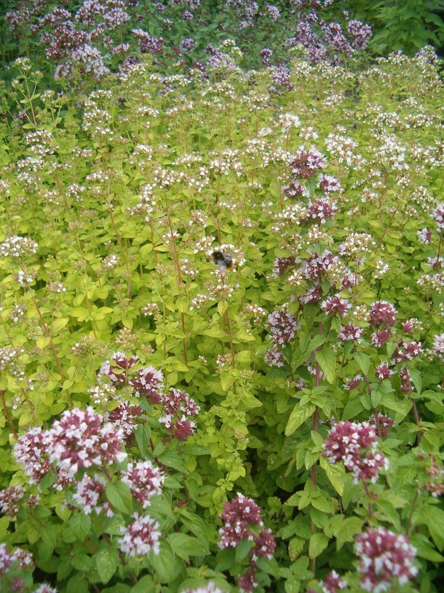 Душица Ауреум