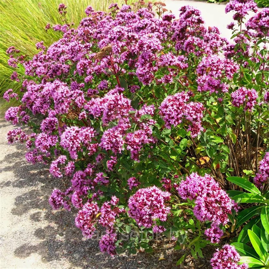 Душица обыкновенная