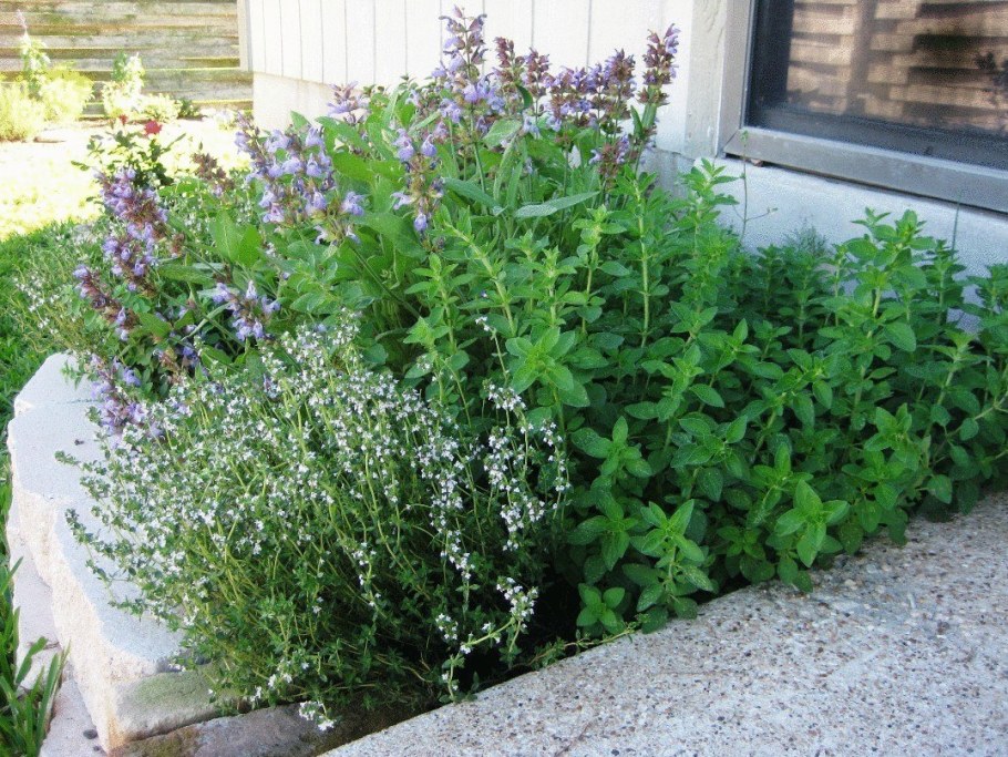 Вербена котовник шалфей