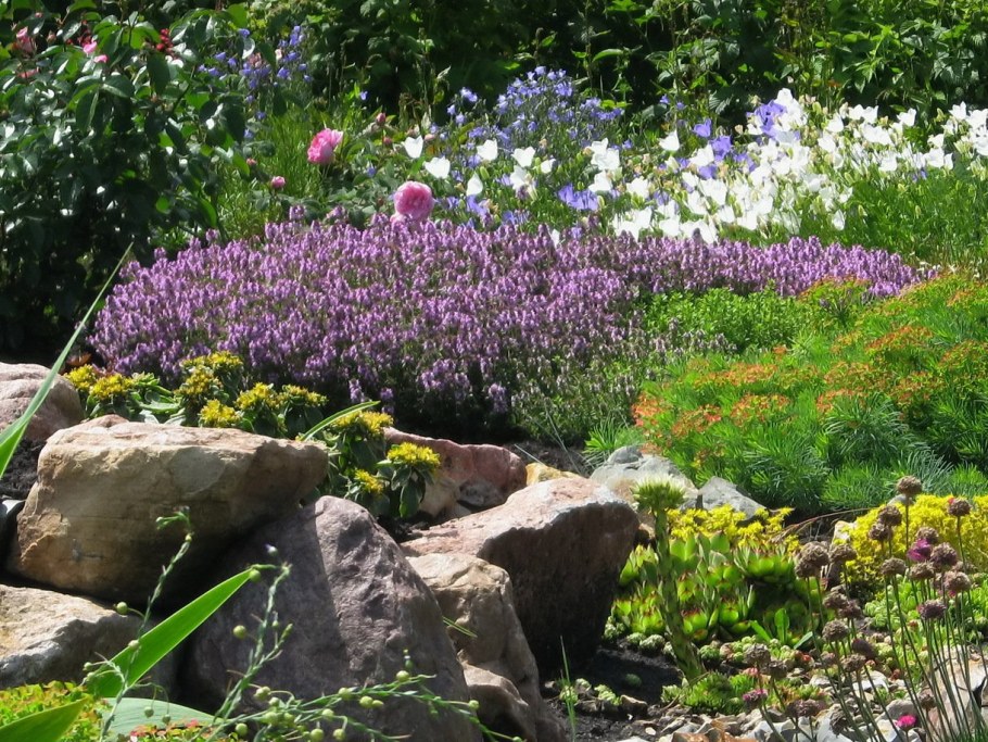 Тимьян ползучий на альпийской