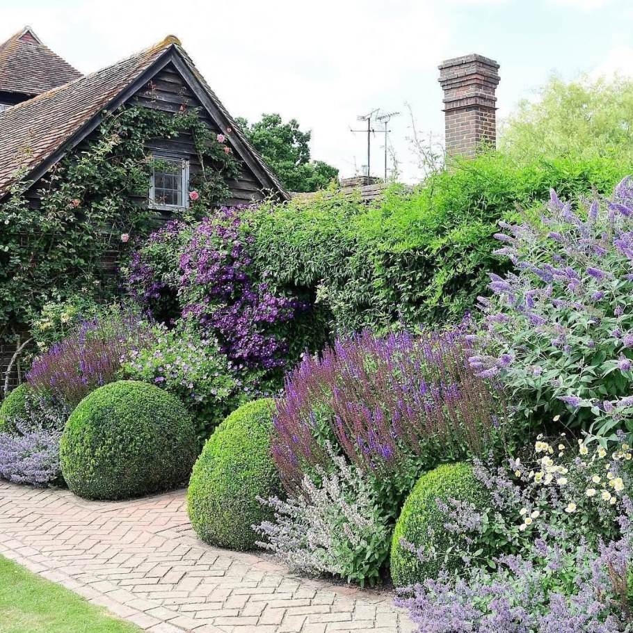 Сирень Мейера Палибин миксбордер