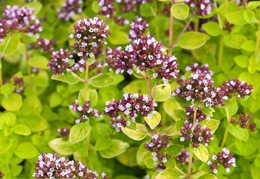 Душица обыкновенная (орегано)