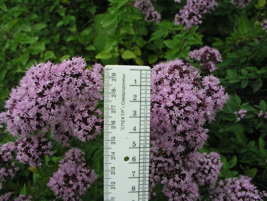 Душица обыкновенная Радуга