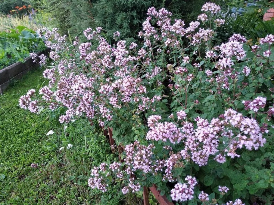 Душица Rosenkuppel