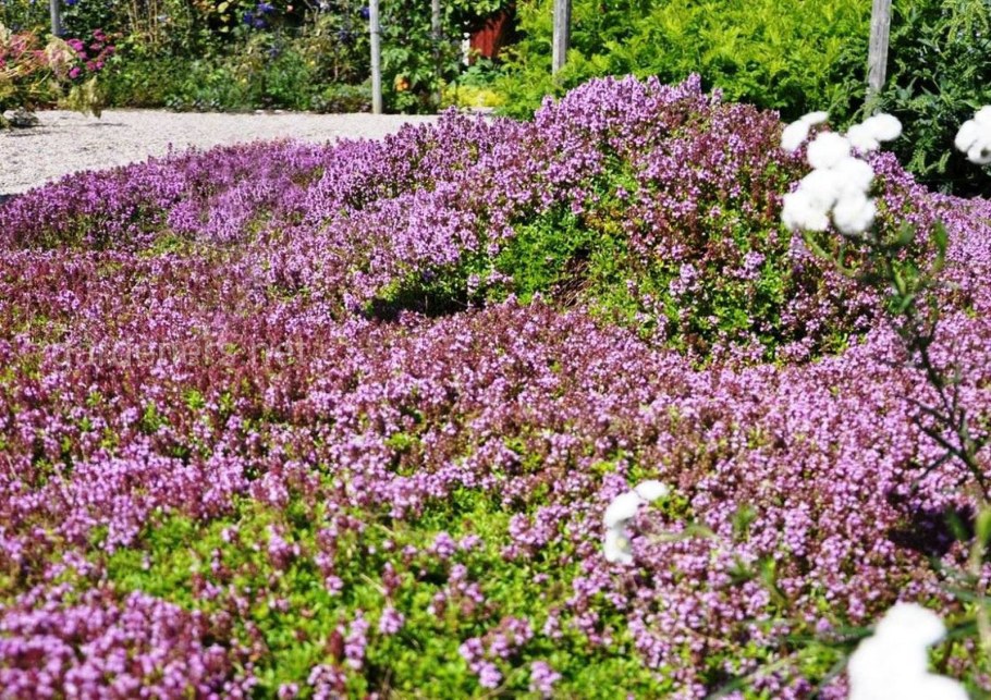 Почвопокровные многолетники тимьян