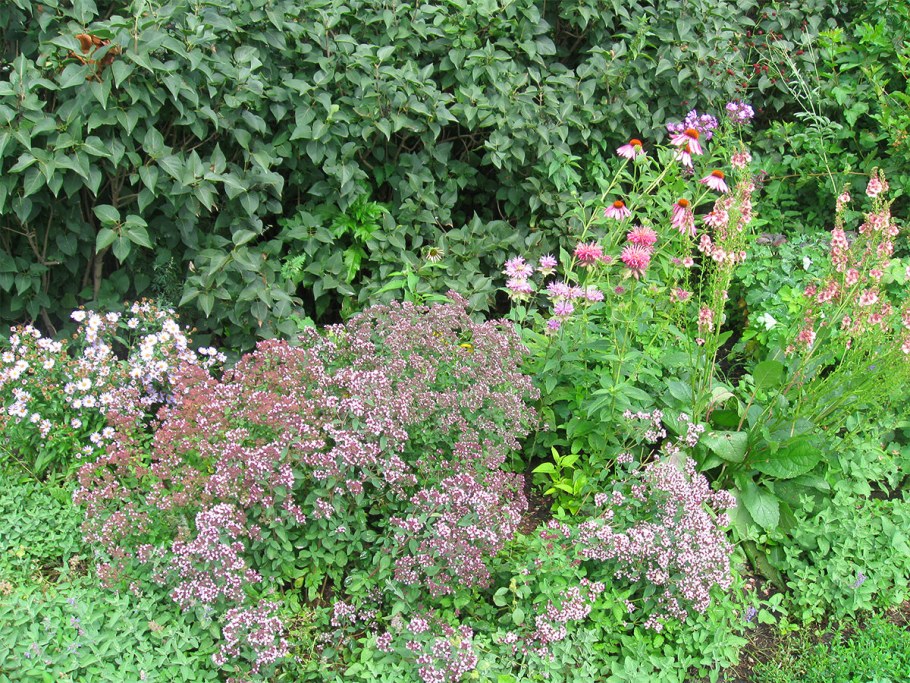 Душица тимьян майоран