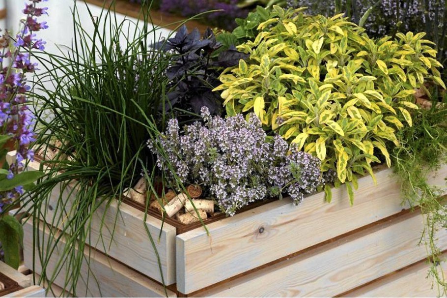 Клумба грядка розмарин тимьян