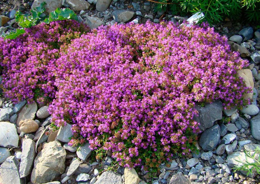 Тимьян ползучий (Thymus serpyllum)