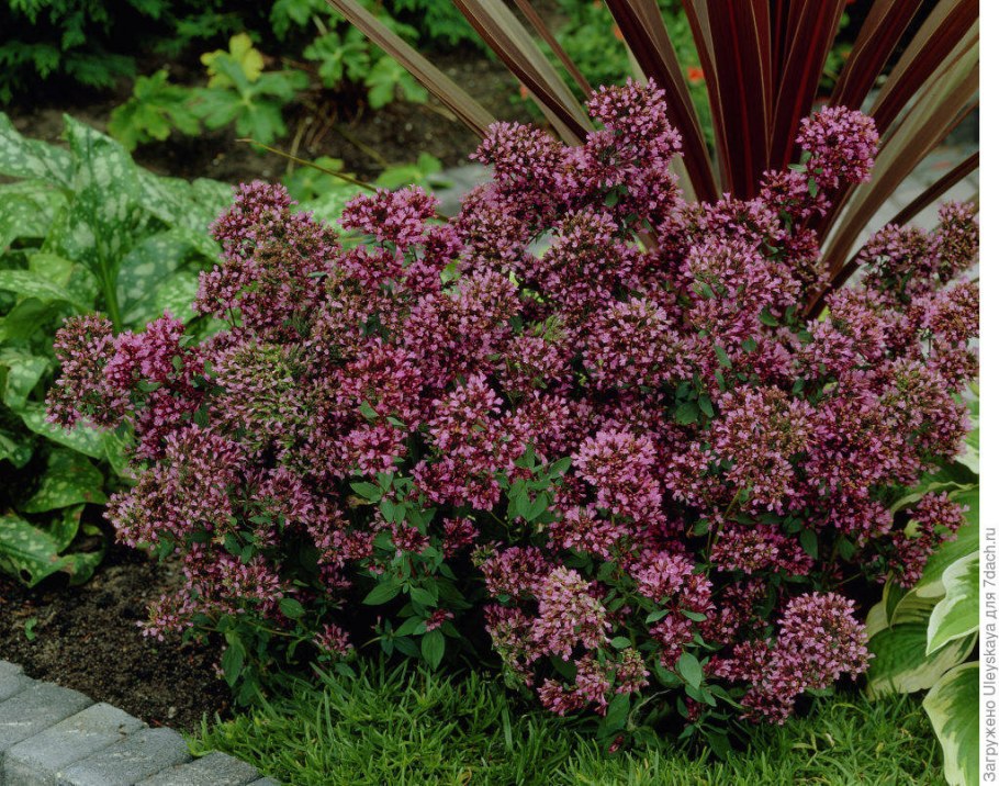 Душица гладкая Херренхаузен