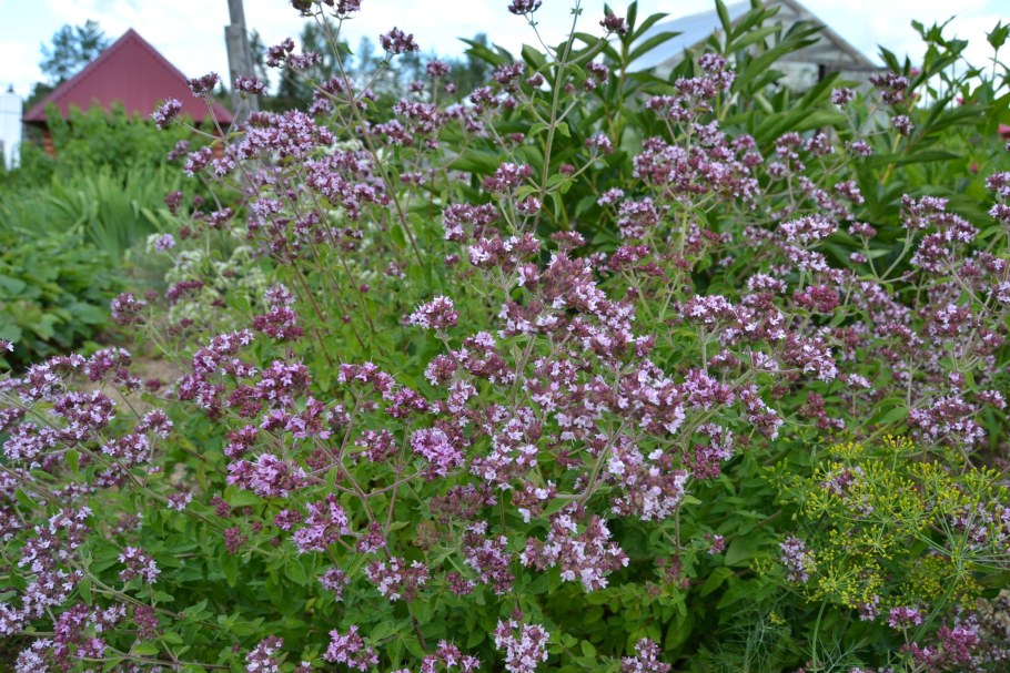 Душица обыкновенная