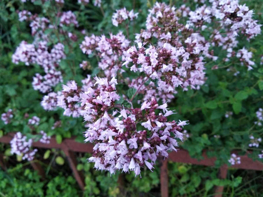 Душица обыкновенная Margherita