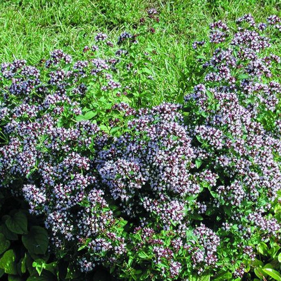 Душица Компактум