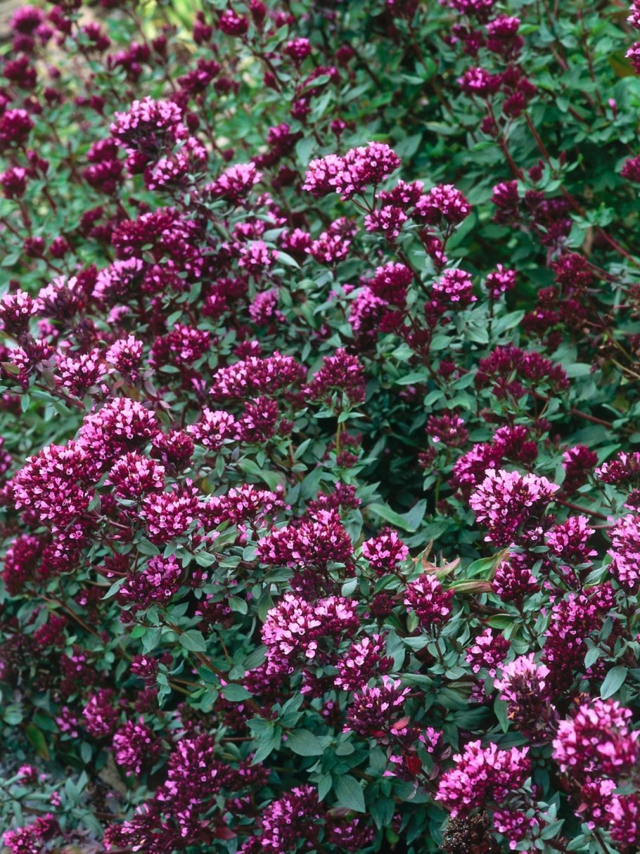 Орегано Херренхаузен