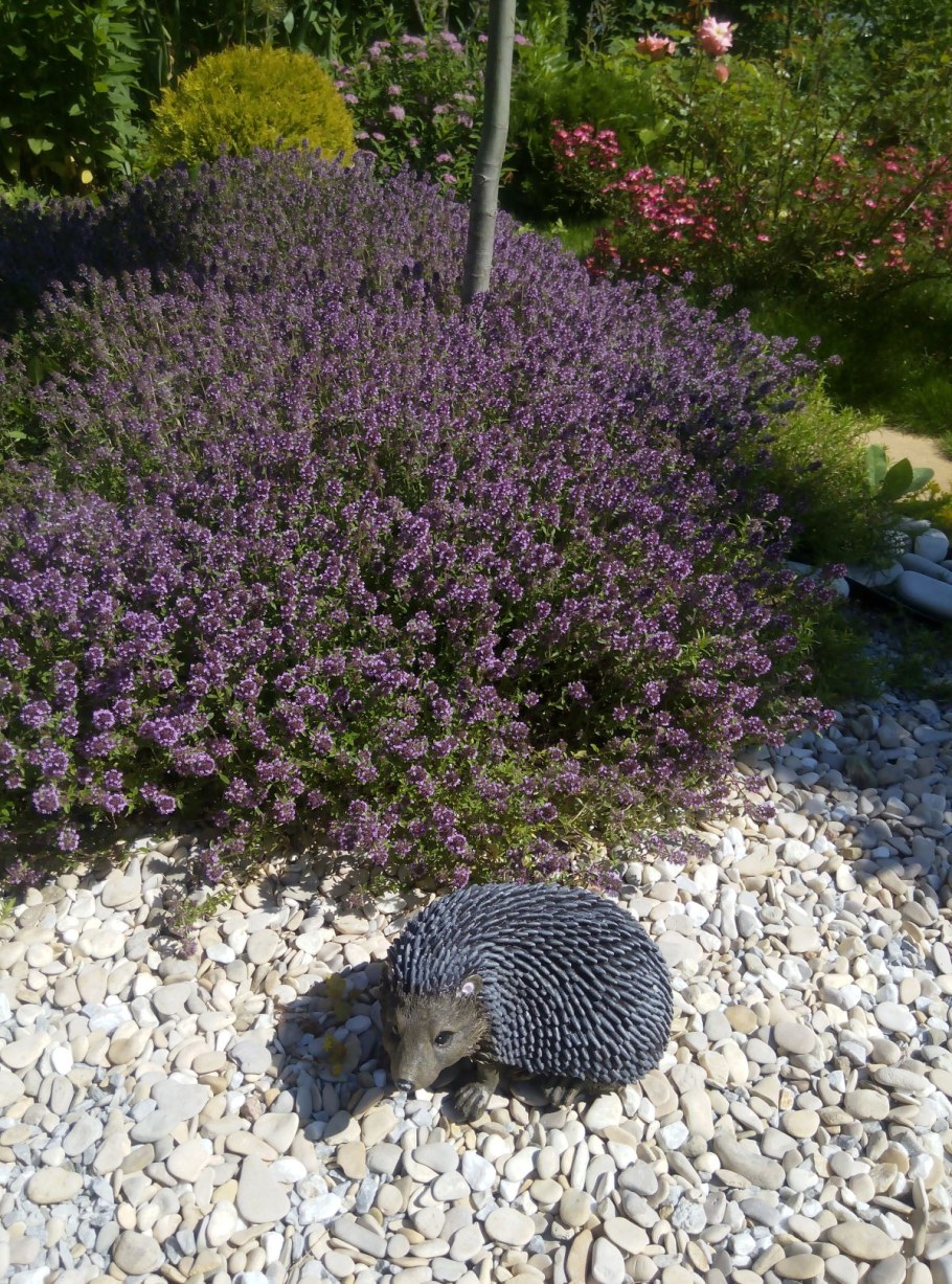 Чабер садовый тимьян садовый садовый