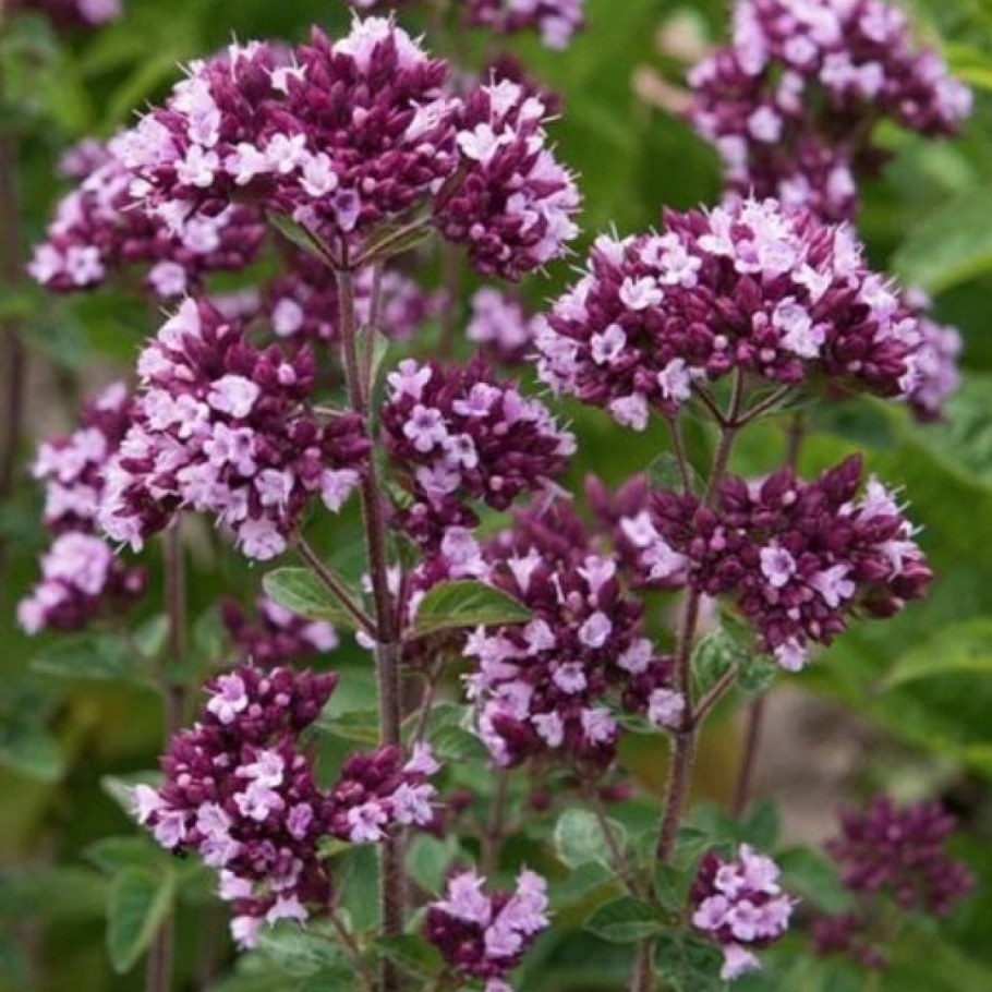 Душица gentle Breeze