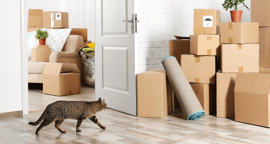 Кошка входит в новую квартиру